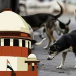 Stray Dogs