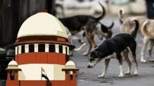 Stray Dogs
