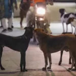 Stray Dogs