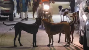 Stray Dogs