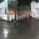 Viral Video Lion