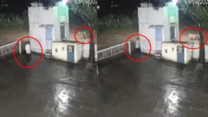 Viral Video Lion